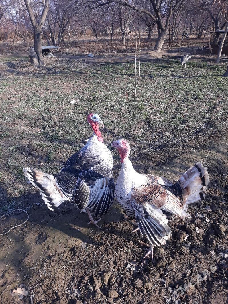 induk - Saýat - img 1