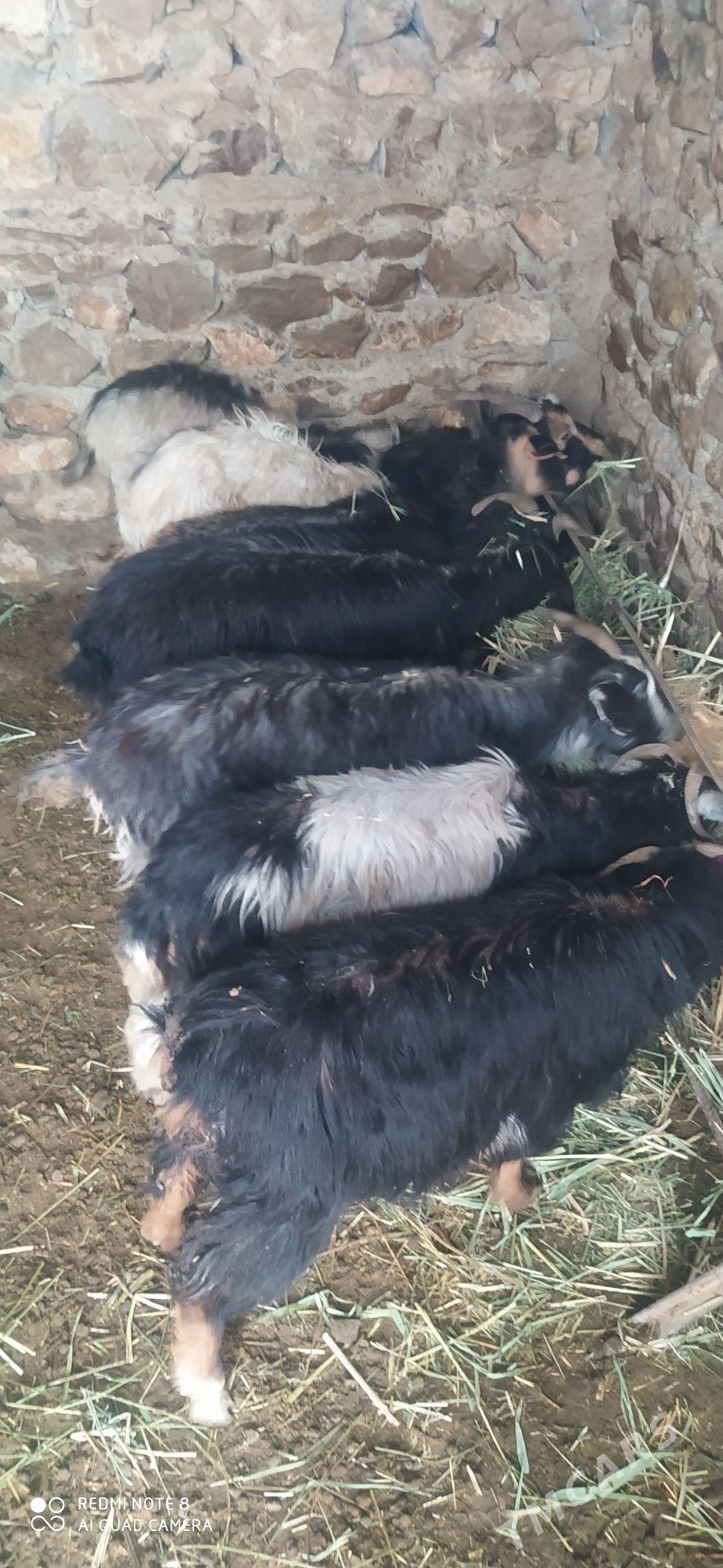 geçi - Бахарден - img 1