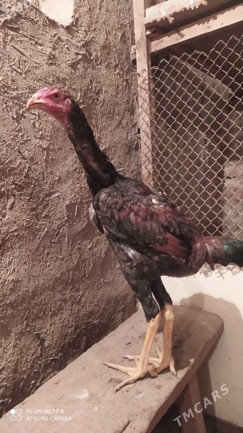 horaz paroda - Дашогуз - img 1