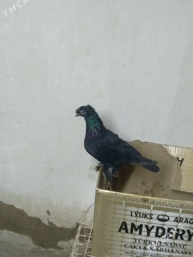 kepter - Туркменабат - img 1