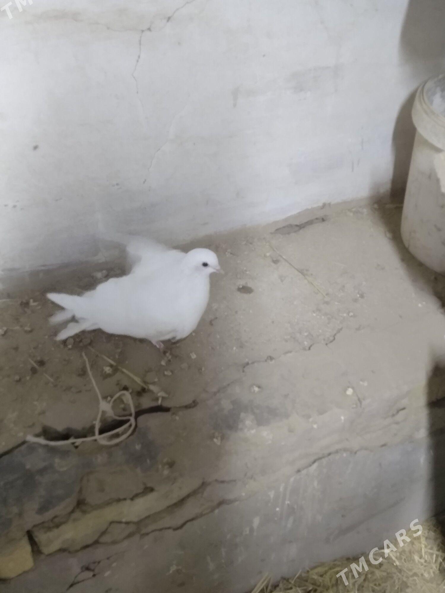 kepter - Туркменабат - img 1