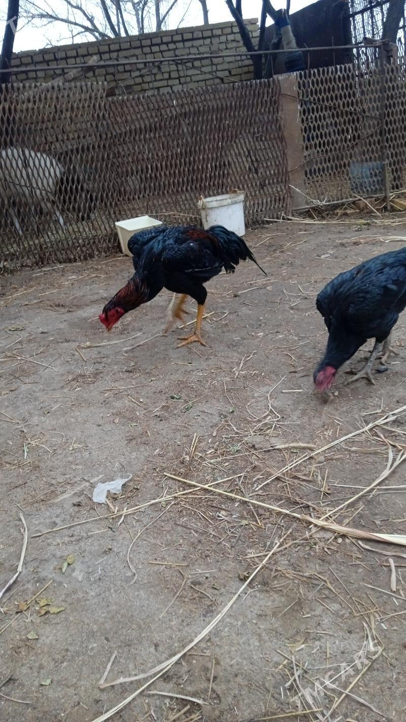 horaz - Gazojak - img 1