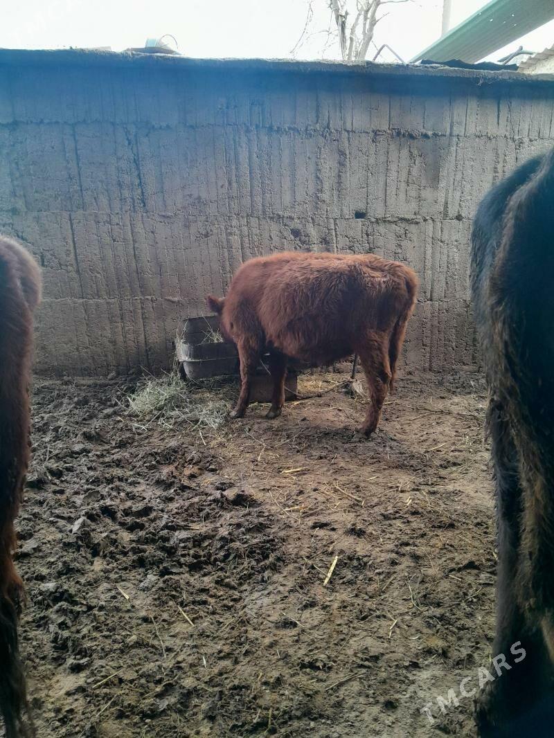 gole - Aşgabat - img 1