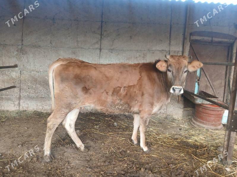 tüwe - Büzmeýin - img 1