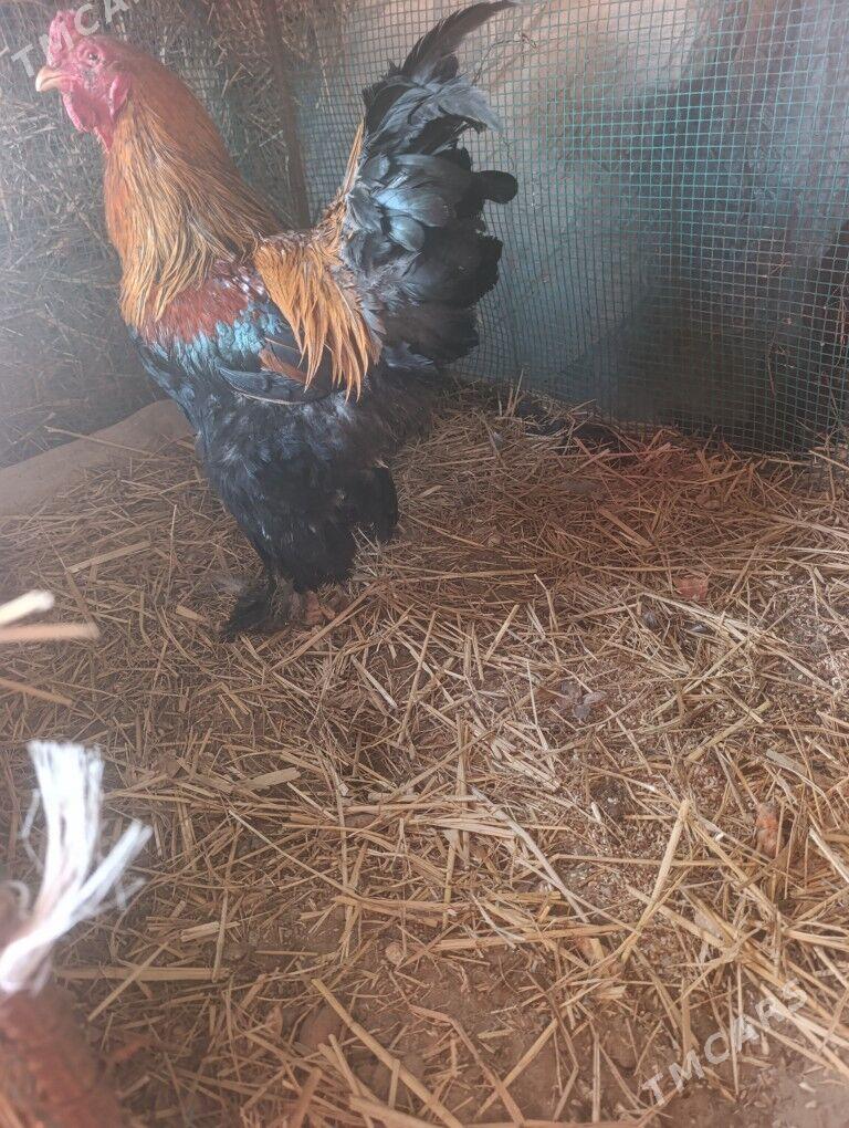 Brama horaz - Dänew - img 1