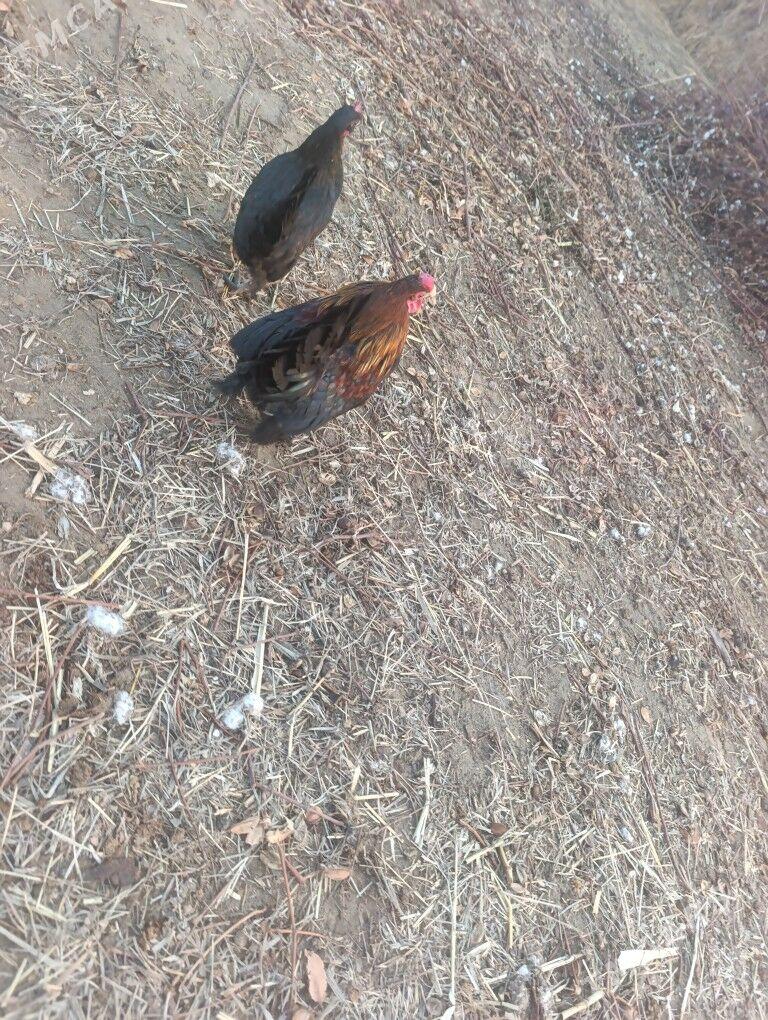 Yaponcik para - Дянев - img 1