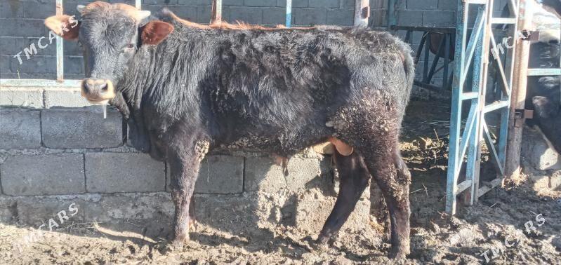 Öküz - Gökdepe - img 1