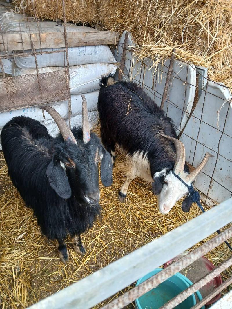 erkec geci - Gökdepe - img 1