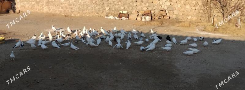 kepderi - Balkanabat - img 1