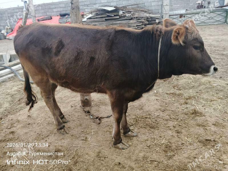 tuwe - Gökdepe - img 1