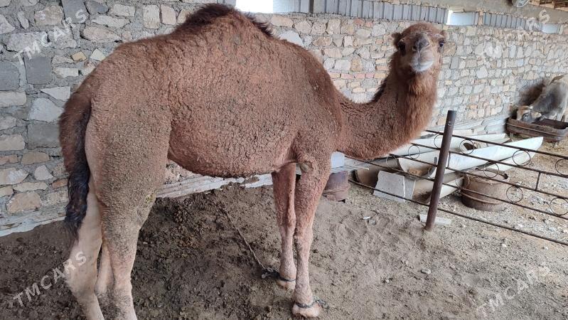 Düýe - Gyzylarbat - img 1