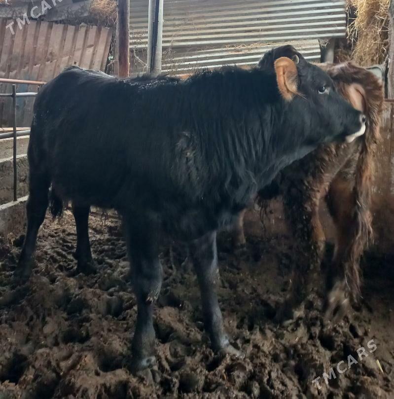 okuzler - Яшлык - img 1