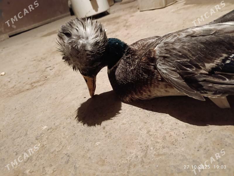 Gupbaly ýaşylbaş - Мары - img 1