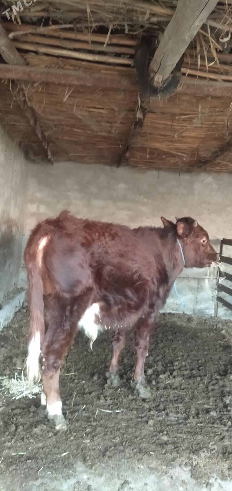 Okuz - Чарджоу - img 1