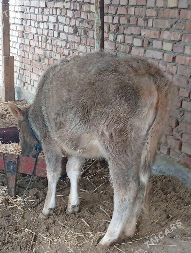 tuwe - Bäherden - img 1