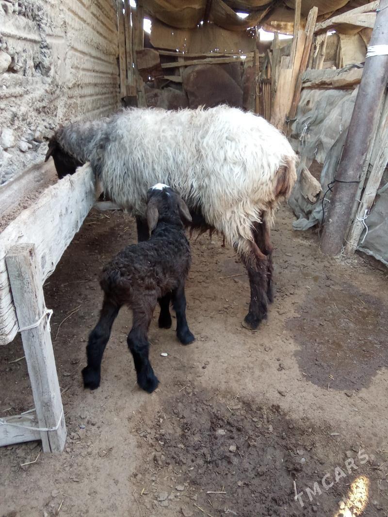 Guzly goýun - Esenguly - img 1