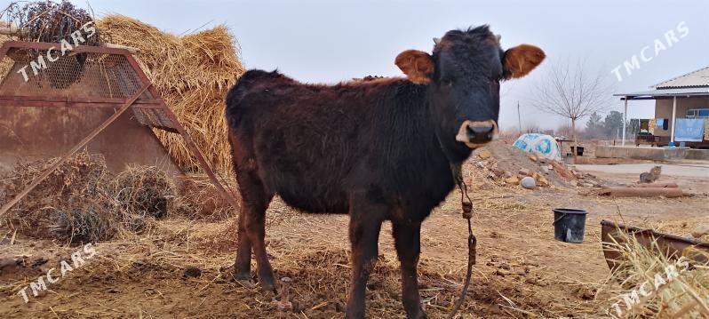 tüwe - Tejen - img 1