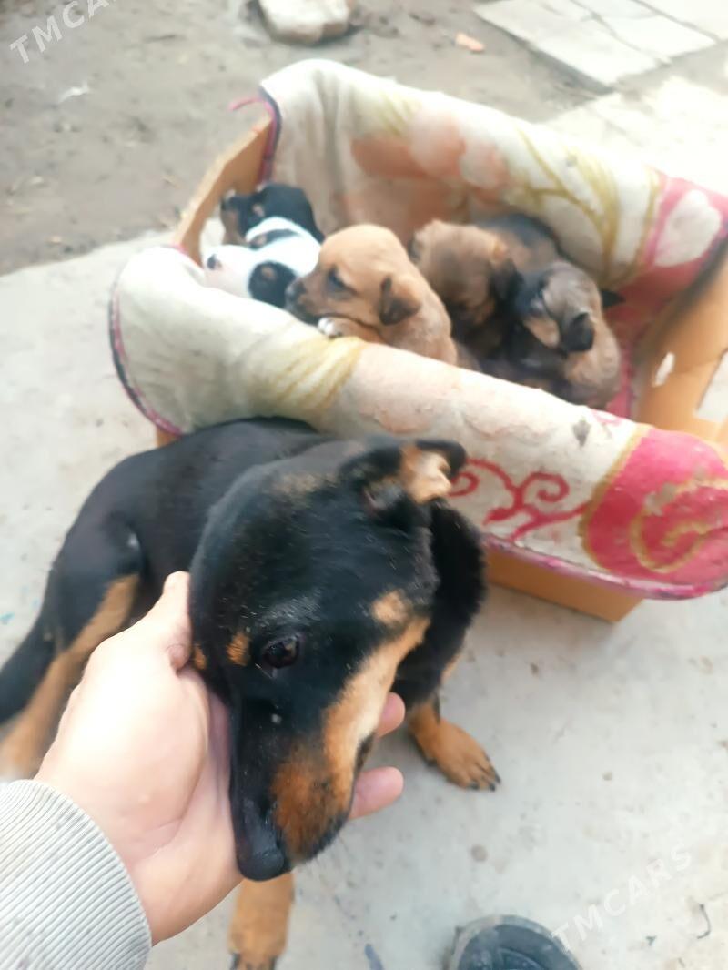 gujyk zwonok karlik - Mary - img 1