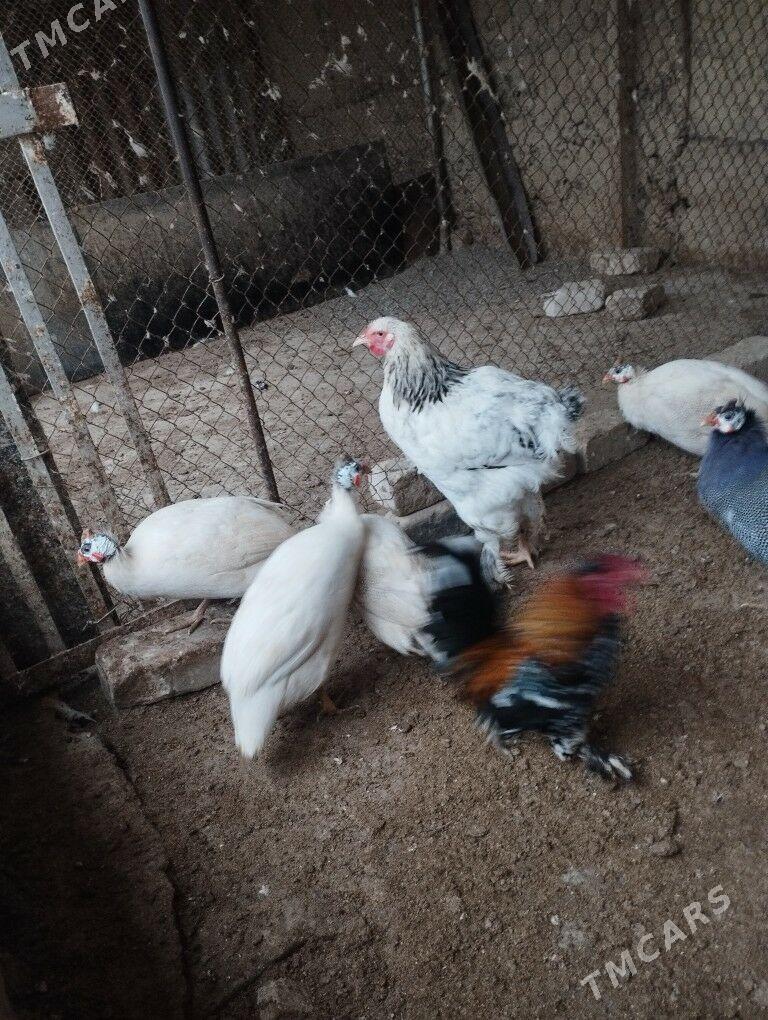 sisarka - Büzmeýin GRES - img 1