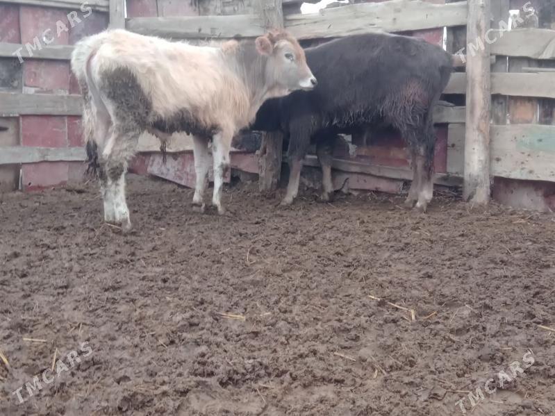 ökuz - Bäherden - img 1