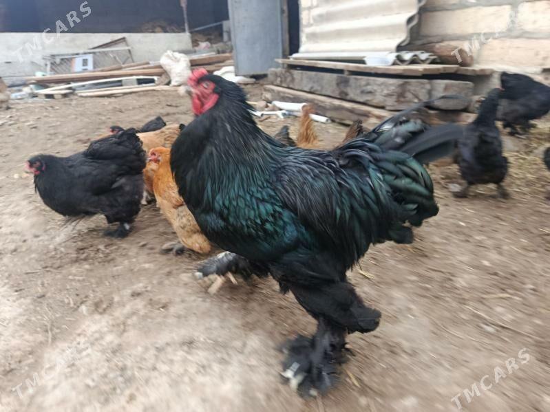 towuk - Gyzylarbat - img 1