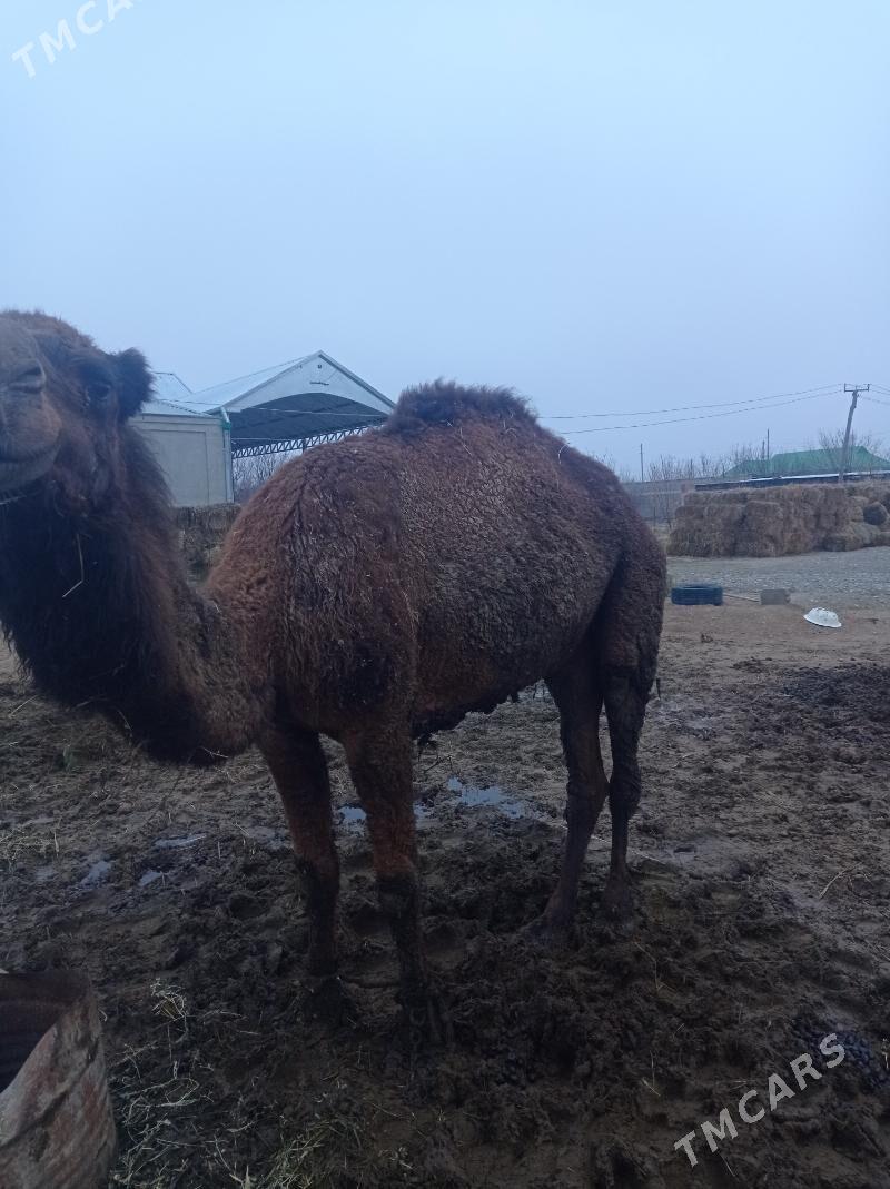 Düýe - Бахарден - img 1