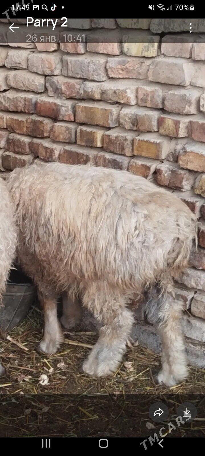 issek - Кака - img 1