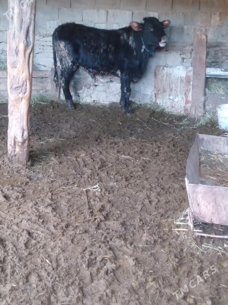 okuz we tuwe - Bäherden - img 1