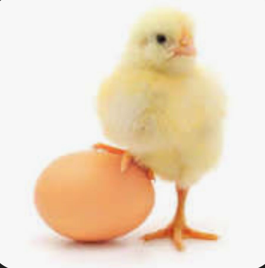 JÜJE БОЕЦ (KÜLENGI, DEKAN) - Керки - img 1