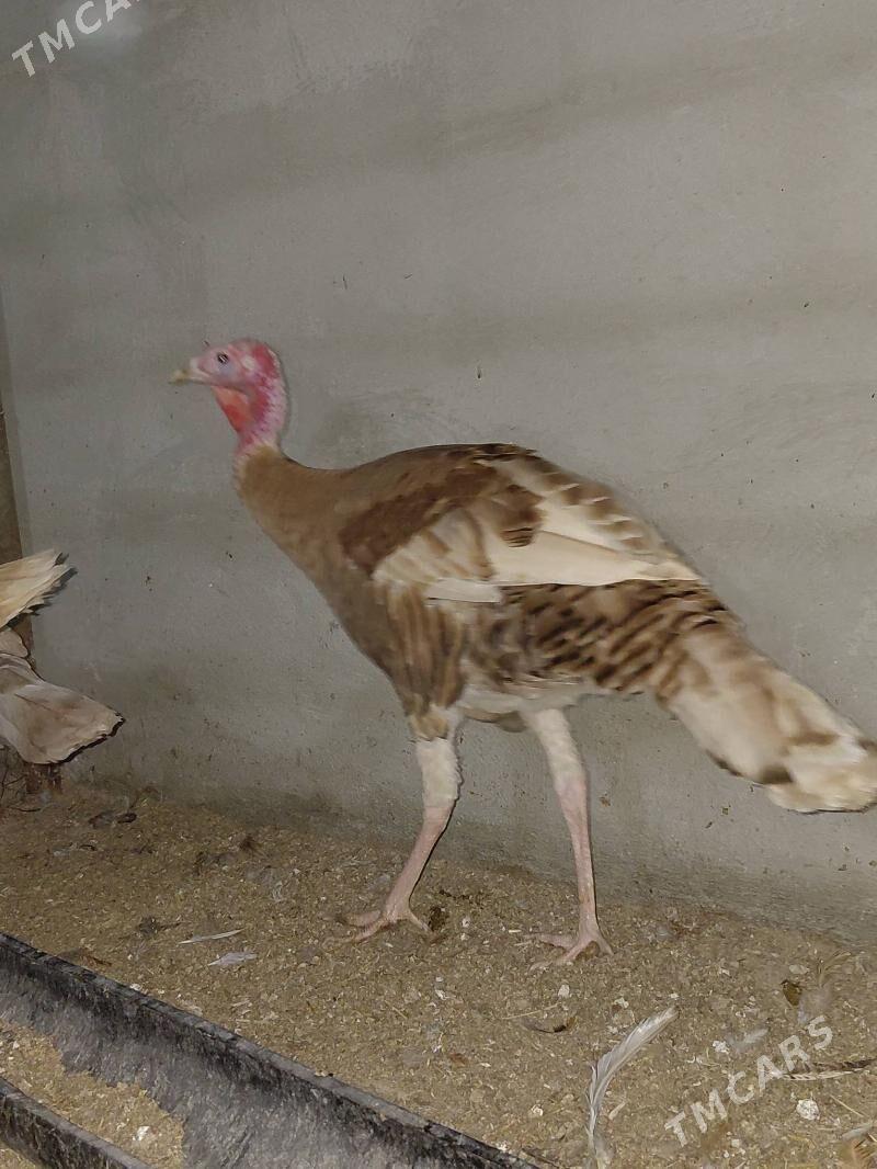 induk horaz - Гёкдепе - img 1