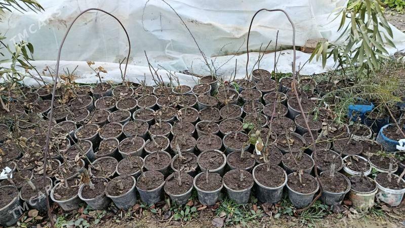 bagyr baglar - Bagyr - img 1