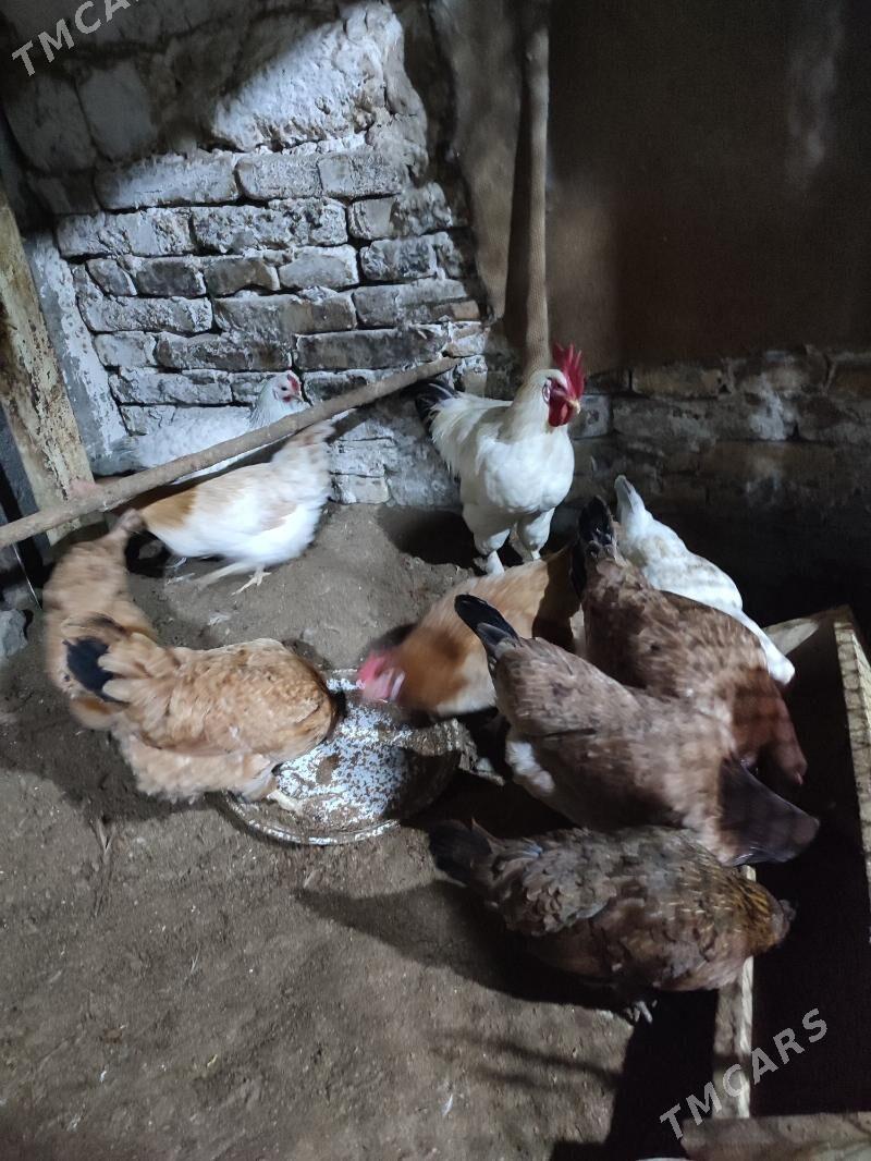 towuk - Hitrowka - img 1