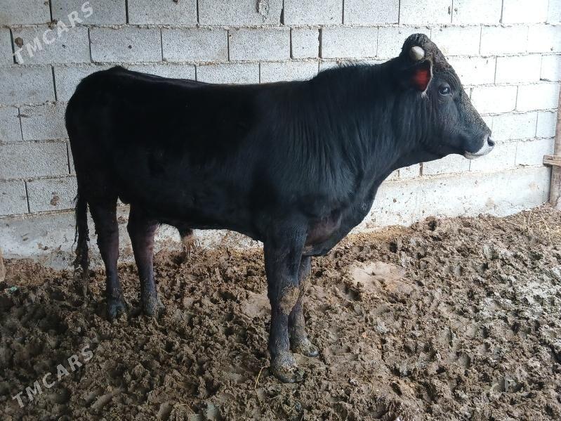 okuz - Bäherden - img 1