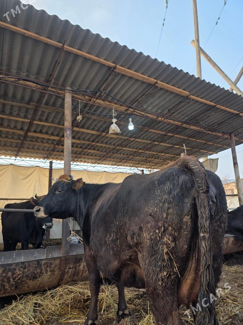 yetlik bogaz - Чарджоу - img 1