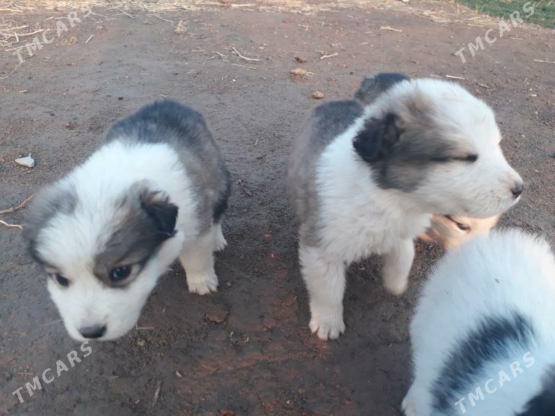 gujukler - Чарджоу - img 1