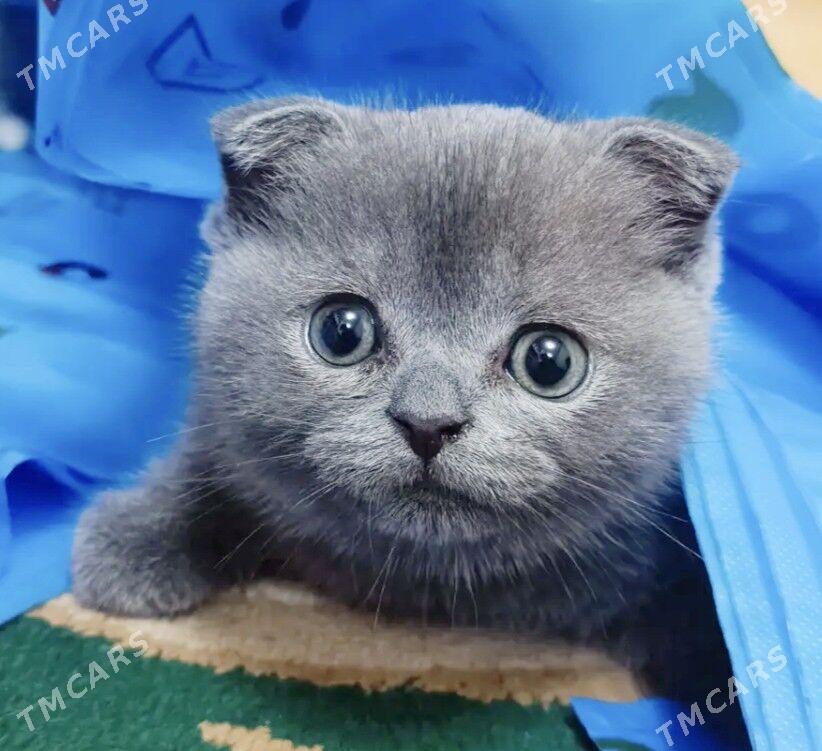 Котята Шотландские - Aşgabat - img 1