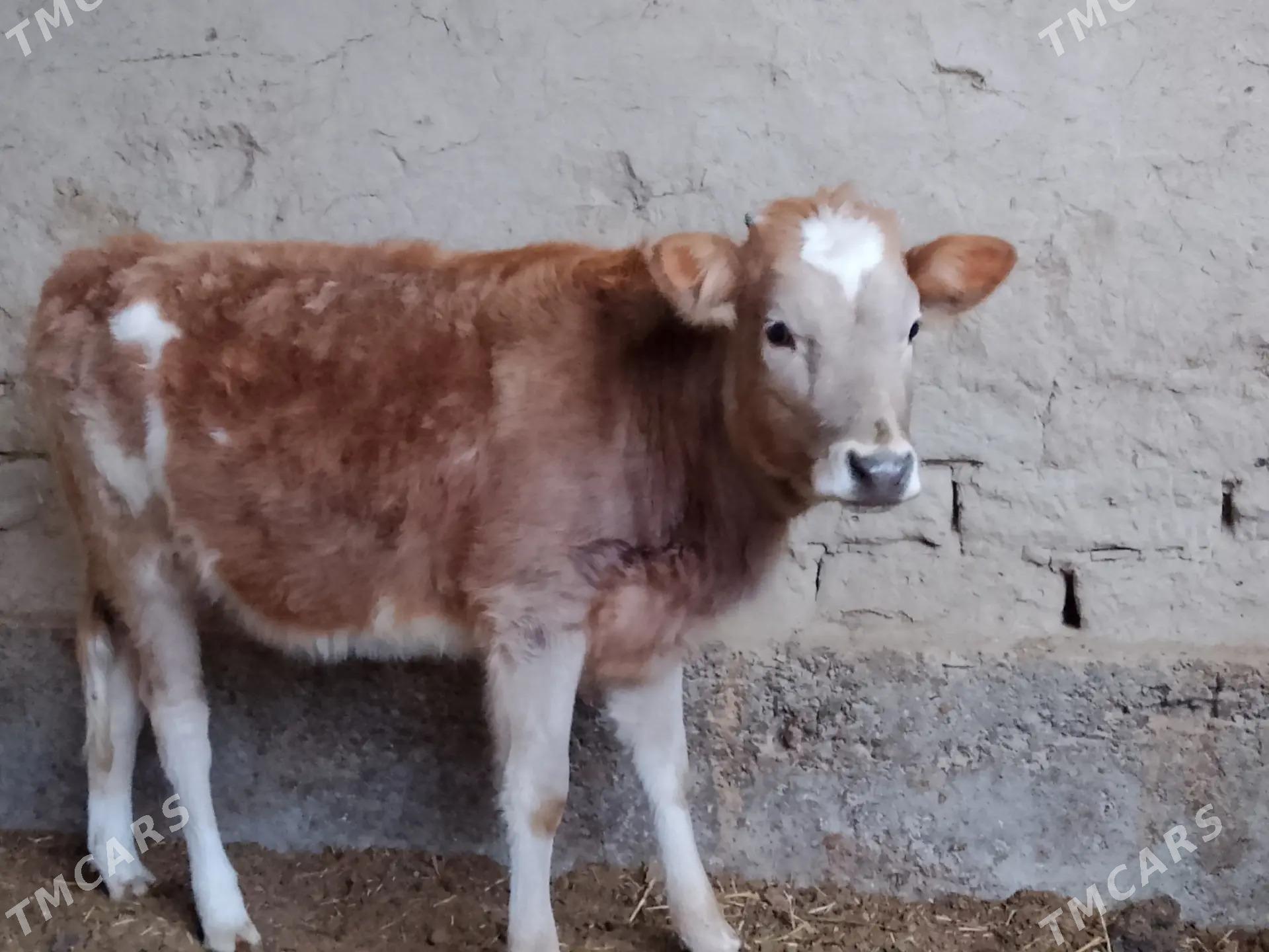 Tüwe - Бахарден - img 1