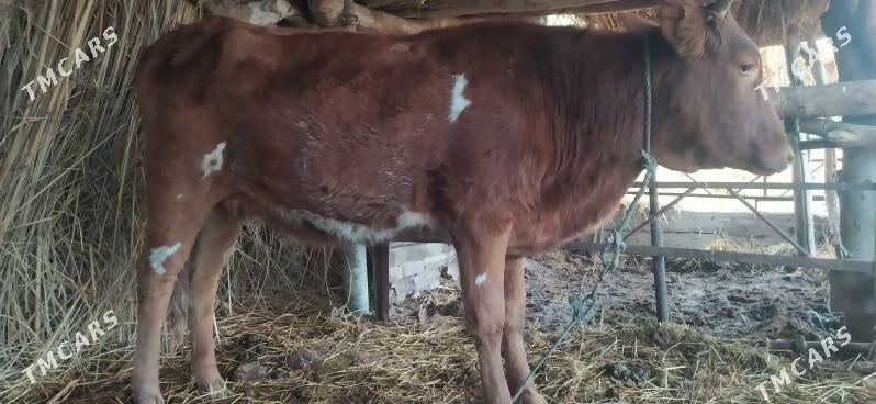 Yetik bogaz unajyn - Dänew - img 1