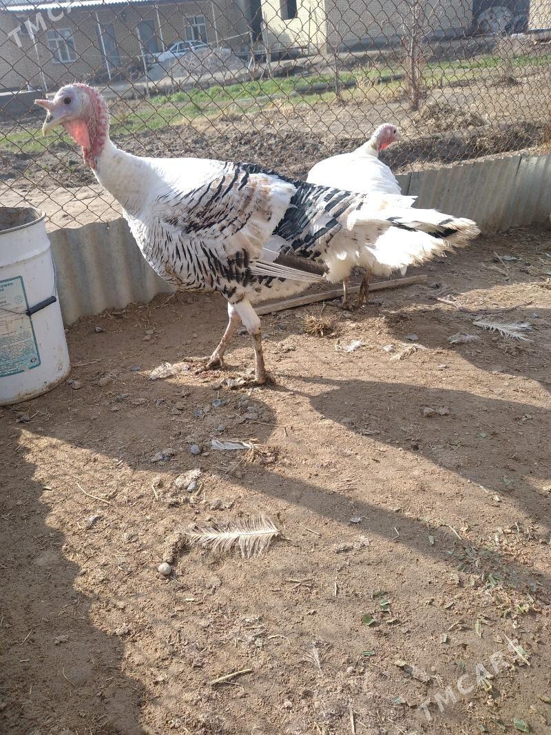 induk - Mary - img 1