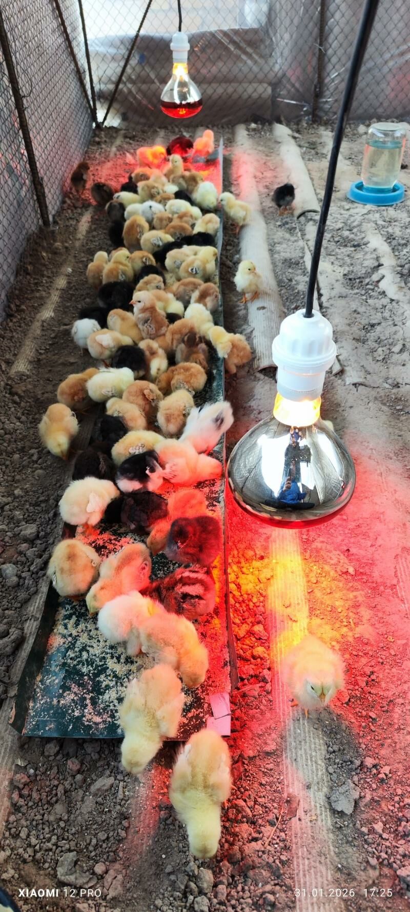 Инкубатор, инфракрасная лампа - Керки - img 1