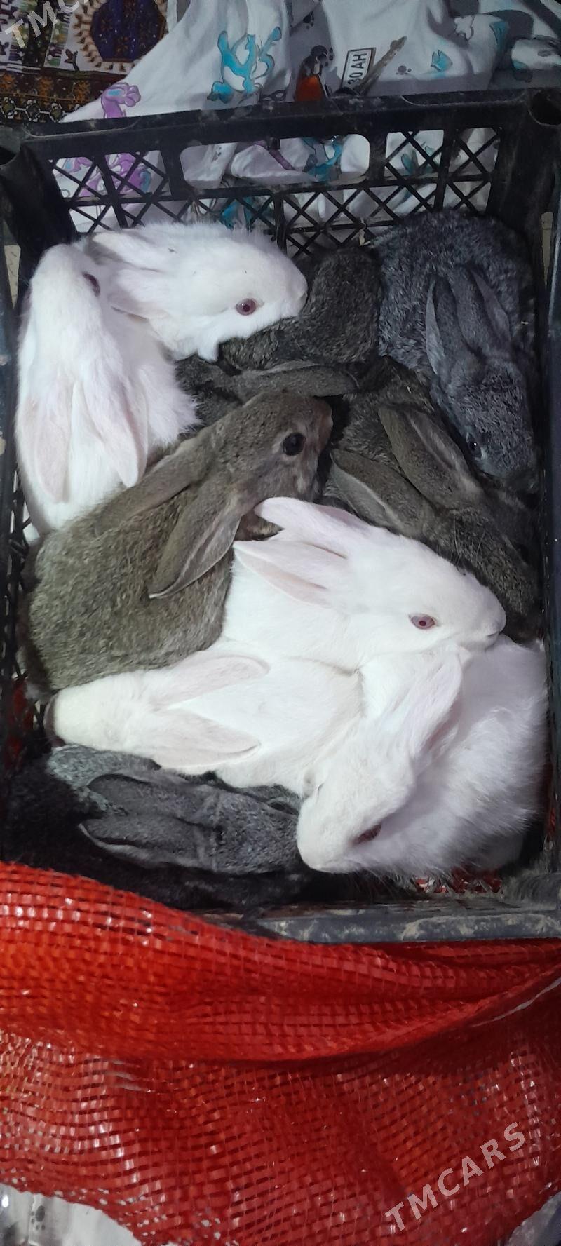 towşan - Tejen - img 1