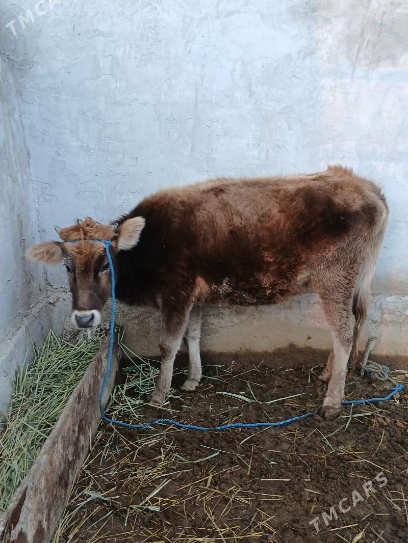 Iki bogaz sygr - Койтендаг - img 1