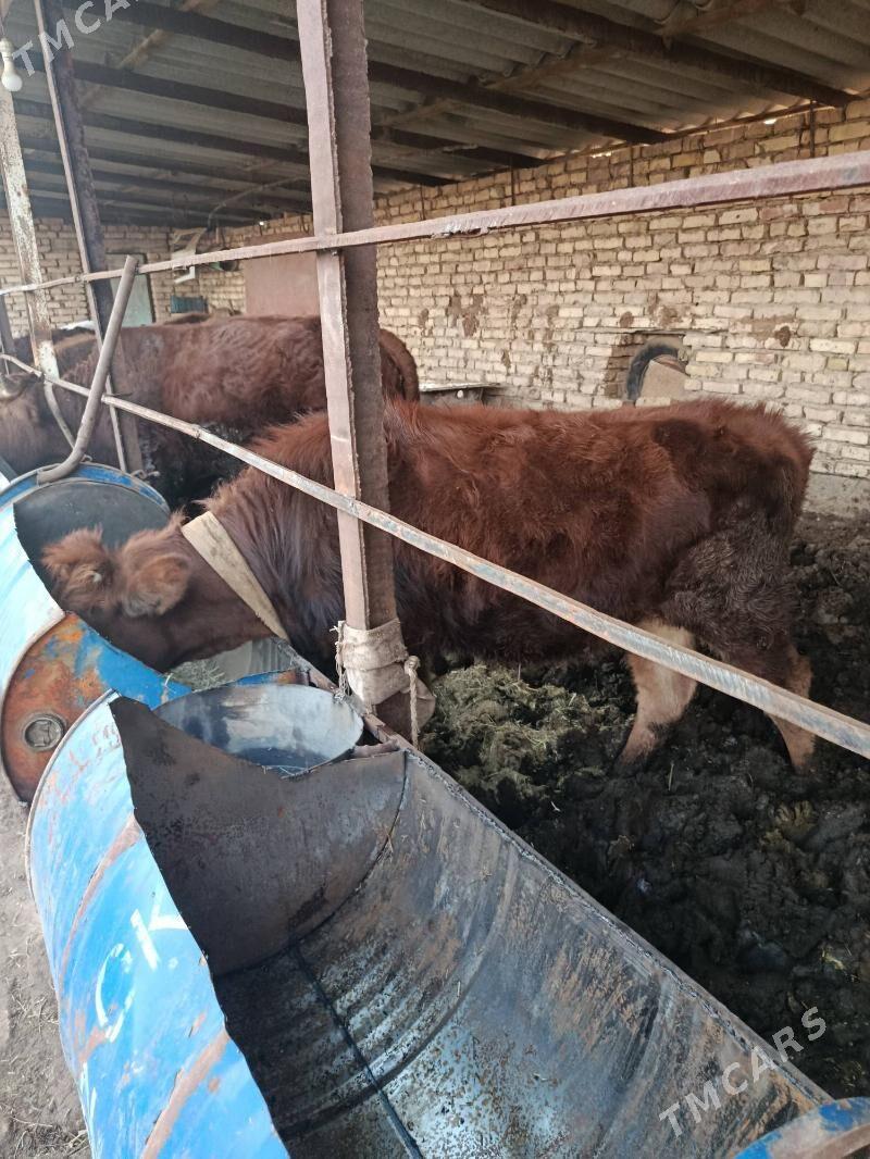 gulajyn - Mary - img 1