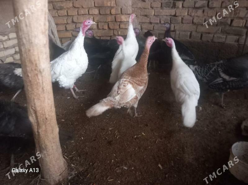 induk - Görogly (Tagta) - img 1