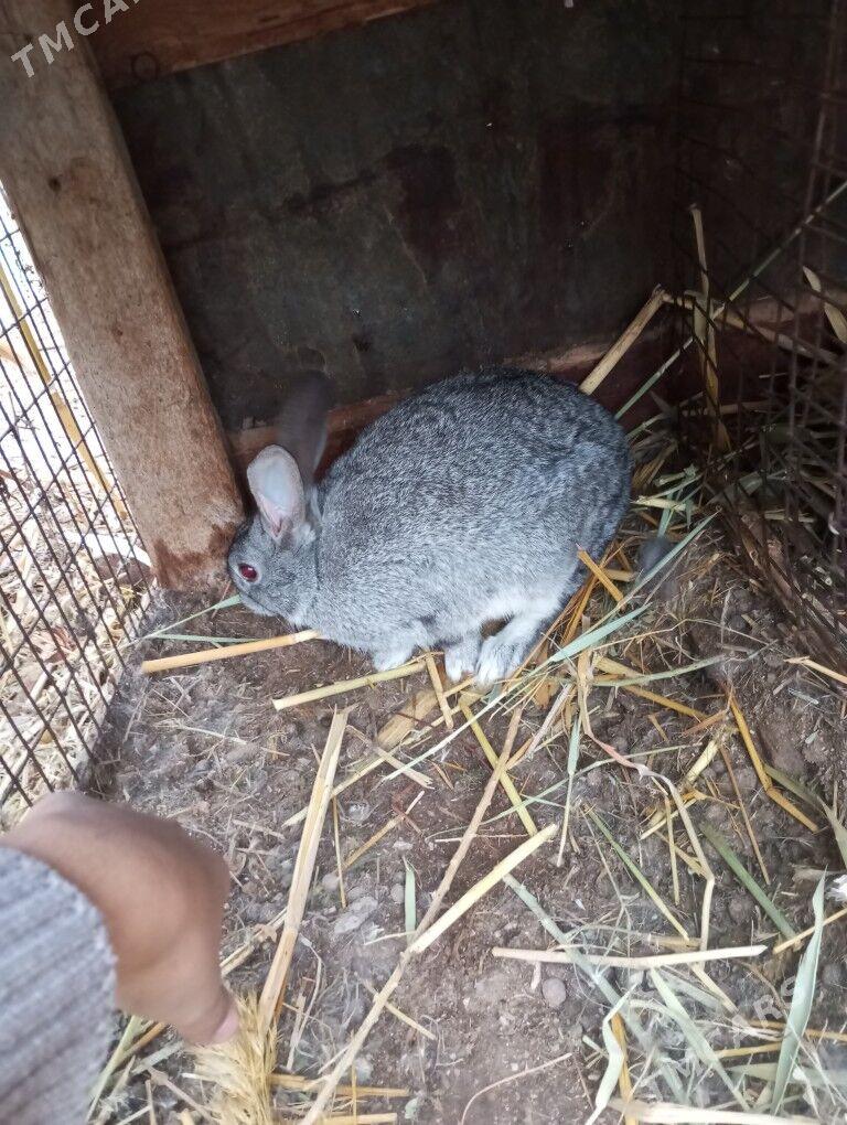 towsan - Чарджоу - img 1