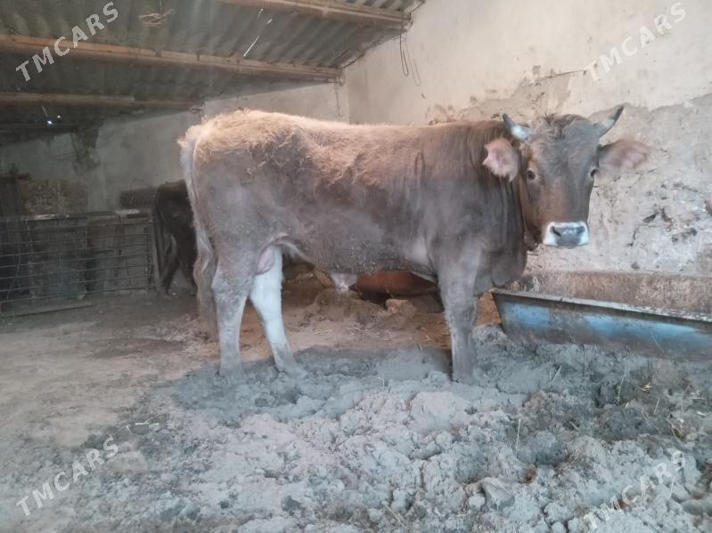 okuz - Gyzylarbat - img 1