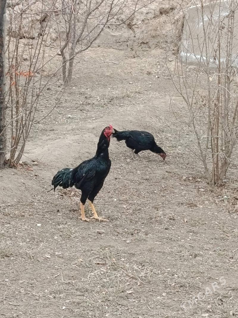 horaz - Сакарчага - img 1