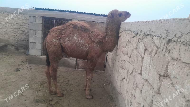 torum - Гызыларбат - img 1