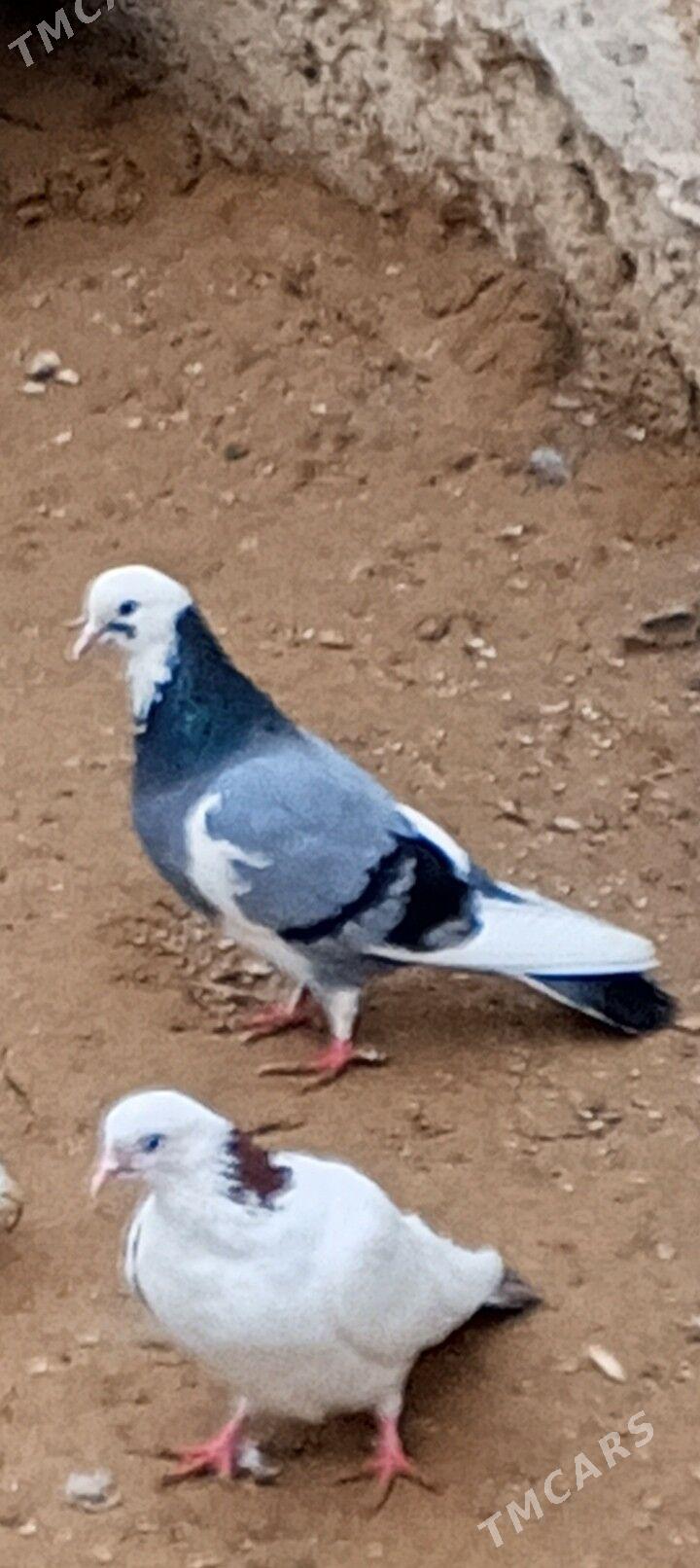 kepderi - Aşgabat - img 1