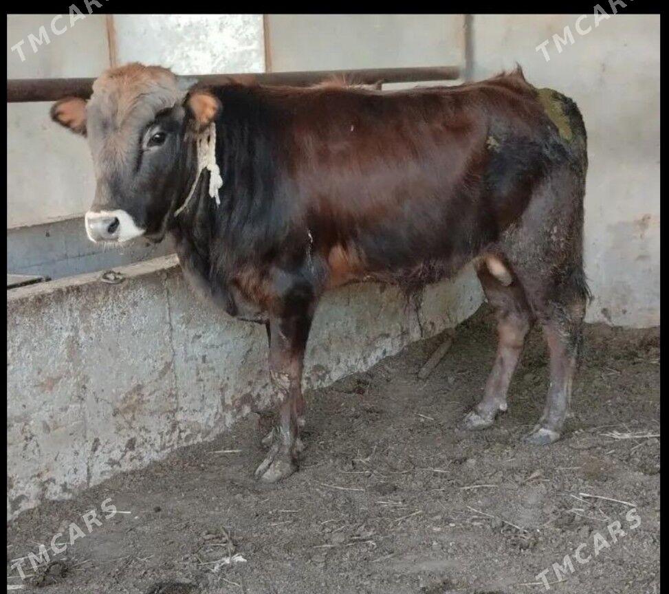 okuz 2sany - Гёкдже - img 1